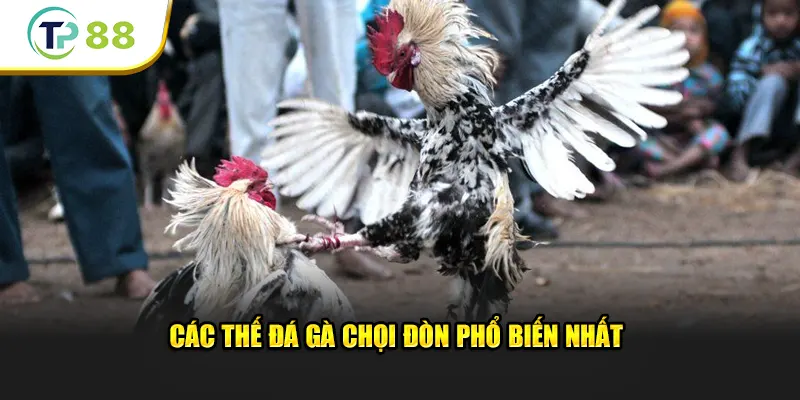 Các thế đá gà chọi đòn phổ biến nhất 