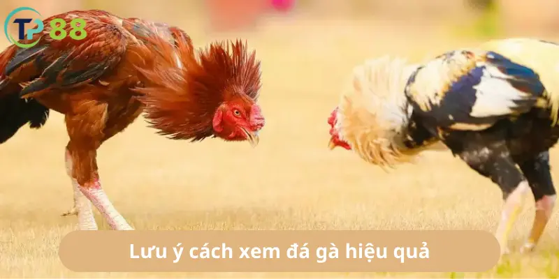 Lưu ý cách xem đá gà hiệu quả