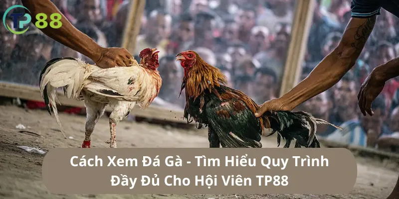 Cách Xem Đá Gà TP88 - Hướng Dẫn Đơn Giản Cho Người Mới