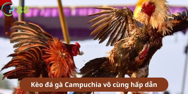 Kèo đá gà Campuchia trên TP88 vô cùng hấp dẫn