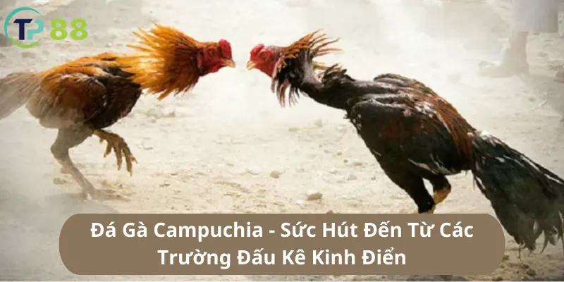 Đá Gà Campuchia - Loại Hình Thi Đấu Kịch Tính Và Hấp Dẫn