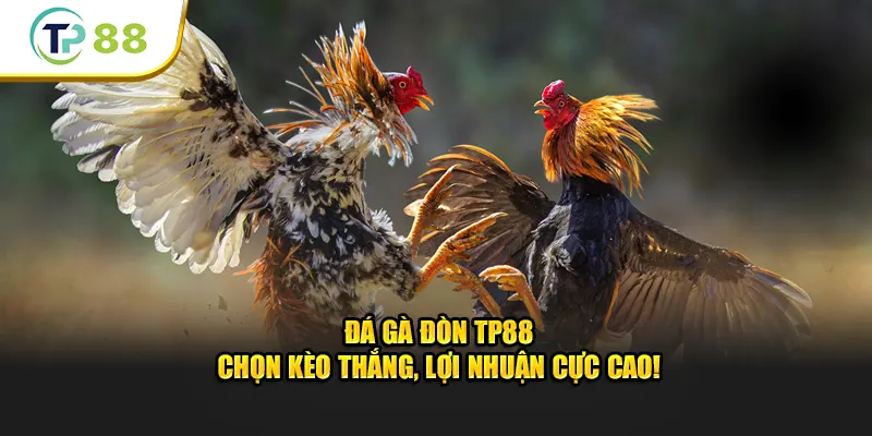 Đá Gà Đòn TP88 – Cách Chọn Kèo Thắng, Lợi Nhuận Cực Cao!