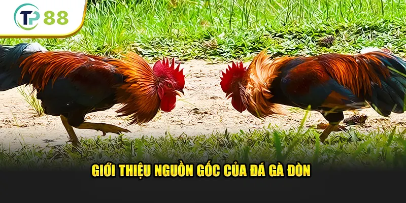 Giới thiệu nguồn gốc của đá gà đòn