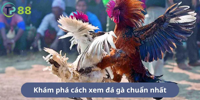 Khám phá cách xem đá gà chuẩn nhất trên tp88