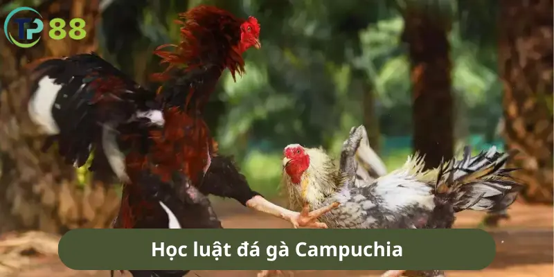 Học luật đá gà Campuchia