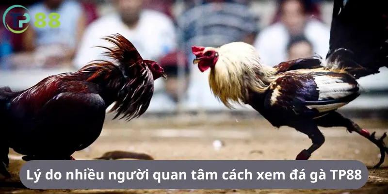 Lý do nhiều người quan tâm cách xem đá gà TP88