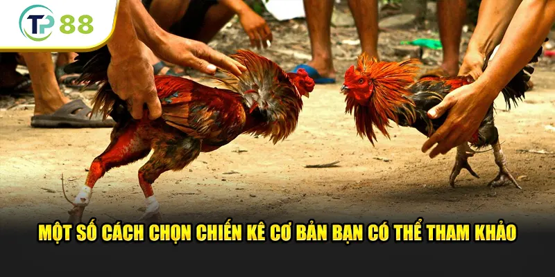 Một số cách chọn chiến kê cơ bản bạn có thể tham khảo